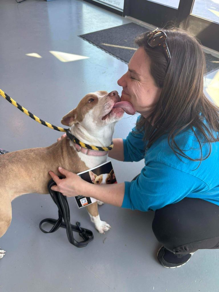 Enlarge Kenzie, a Adoptable mixed breed in Hartsville, SC image 5/6