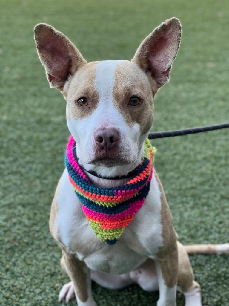 Enlarge Kenzie, a Adoptable mixed breed in Hartsville, SC image 6/6