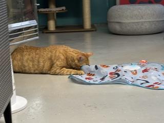 Enlarge Butterscotch, a Adoptable Domestic Short Hair in Phoenix, AZ image 2/6