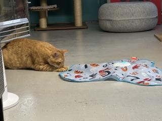 Enlarge Butterscotch, a Adoptable Domestic Short Hair in Phoenix, AZ image 3/6