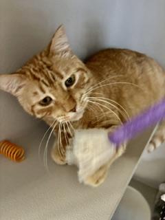 Enlarge Butterscotch, a Adoptable Domestic Short Hair in Phoenix, AZ image 5/6