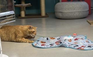 Enlarge Butterscotch, a Adoptable Domestic Short Hair in Phoenix, AZ image 4/6