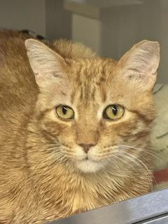 Butterscotch, Adoptable, Adult Male Domestic Short Hair.