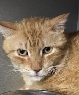 Enlarge Butterscotch, a Adoptable Domestic Short Hair in Phoenix, AZ image 6/6