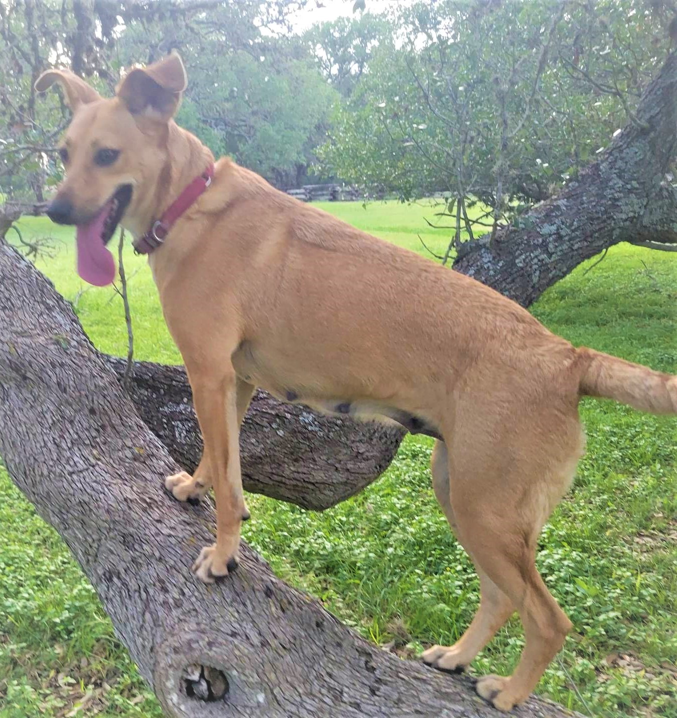 Pacaya, a Adoptable mixed breed in Buffalo, NY image 2/6