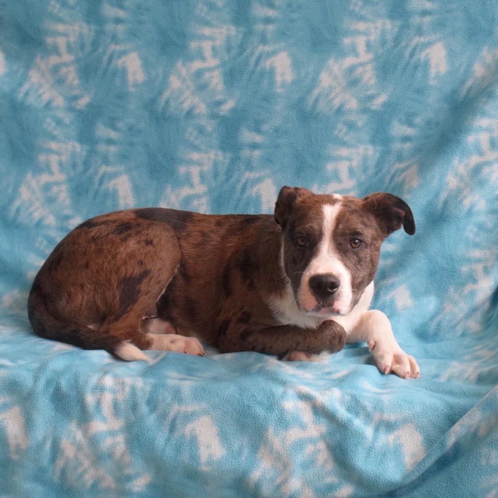 Ranger, Adoptable, Young Male Cattle Dog & Mixed Breed.