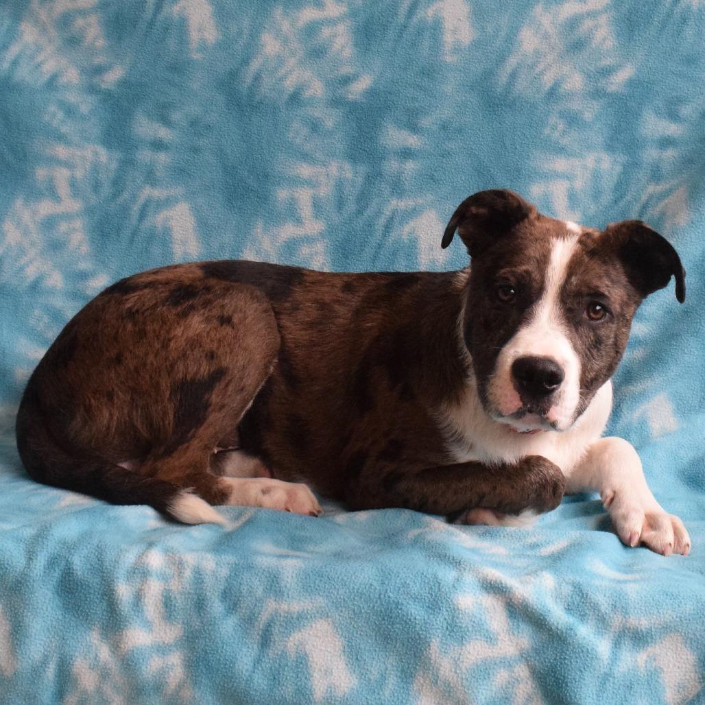 Enlarge Ranger, a Adoptable mixed breed in Eureka, CA image 2/4