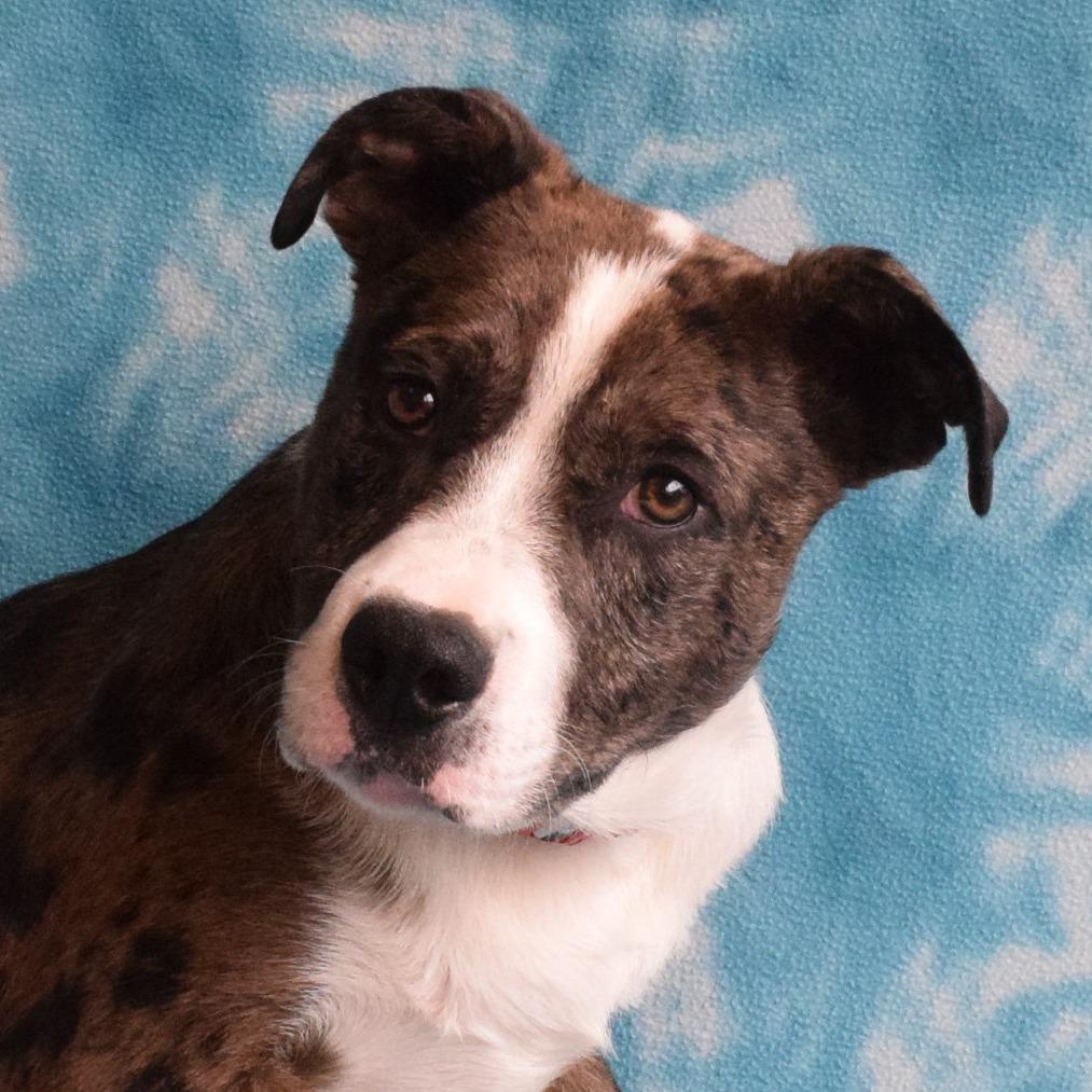 Enlarge Ranger, a Adoptable mixed breed in Eureka, CA image 3/4