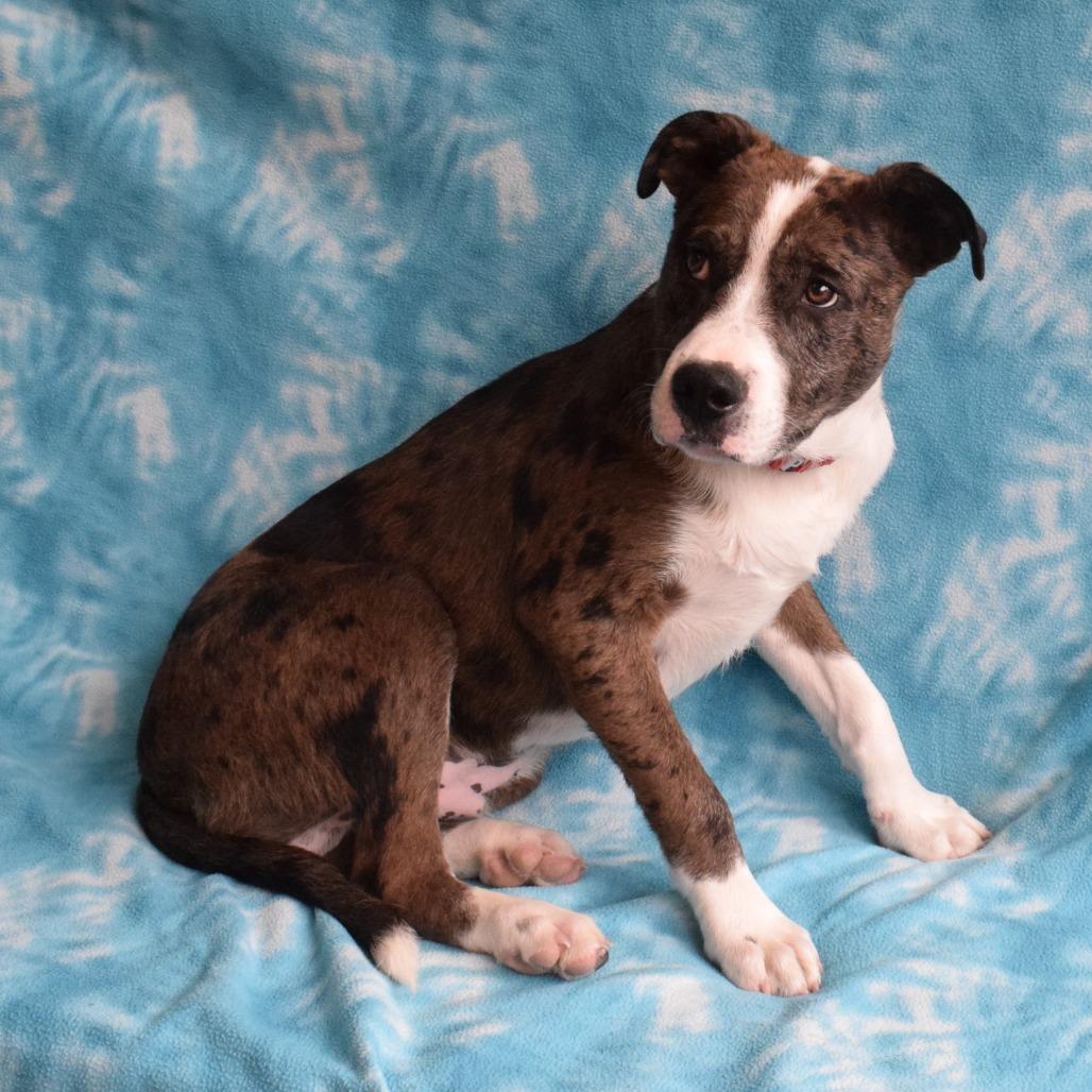 Enlarge Ranger, a Adoptable mixed breed in Eureka, CA image 4/4
