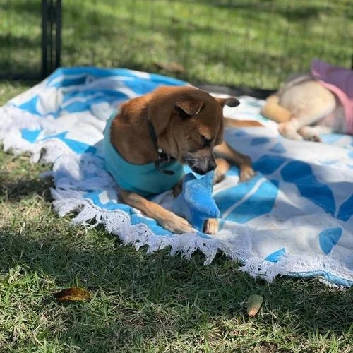 Chavo — thumbnail 2