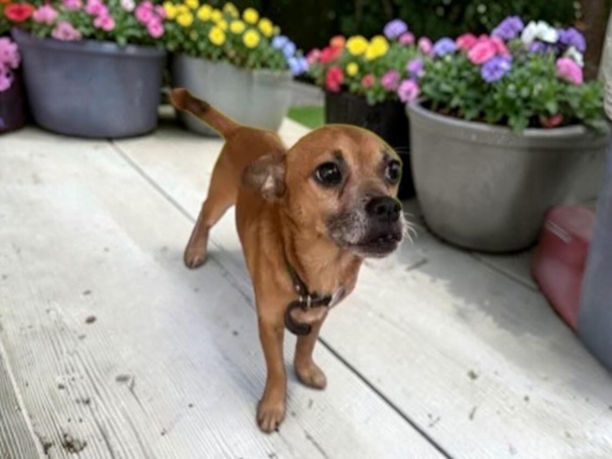 Chavo — thumbnail 6