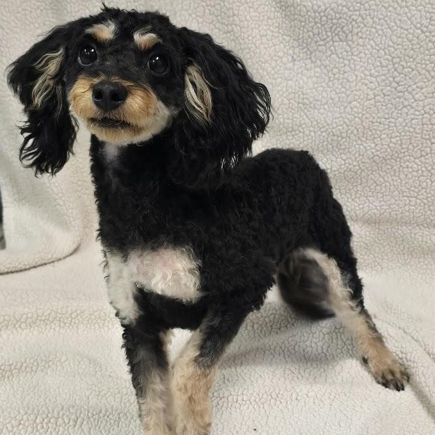 Morris-adoption pending, an adopted mixed breed in Waterloo, IA image 1/3