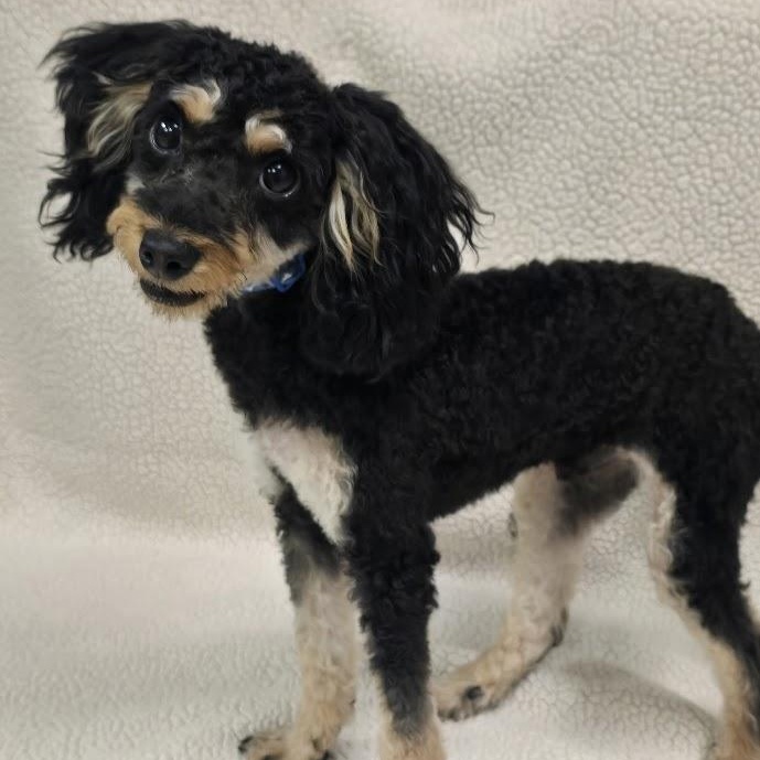 Morris-adoption pending, an adopted mixed breed in Waterloo, IA image 3/3
