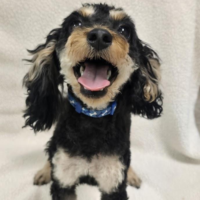 Morris-adoption pending, an adopted mixed breed in Waterloo, IA image 2/3