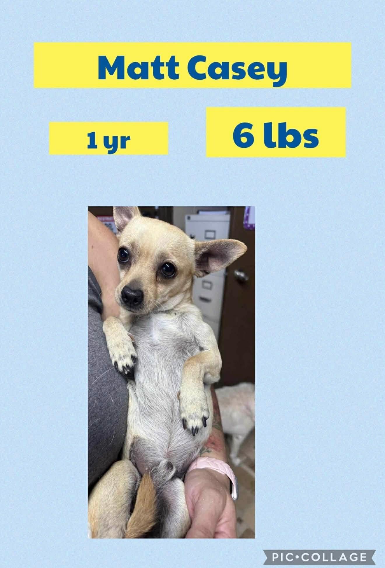 Matt, Adoptable, Adult Male Chihuahua.