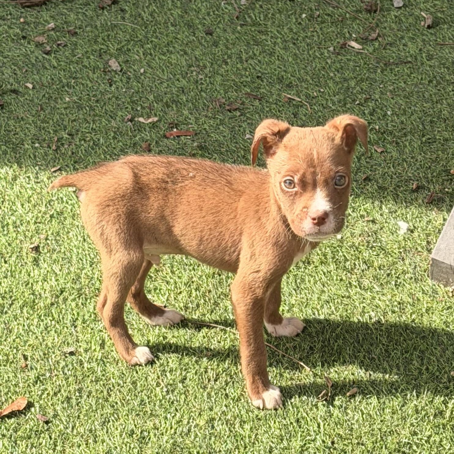 Tadashi, ADOPTABLE, Puppy Male Pit Bull Terrier.