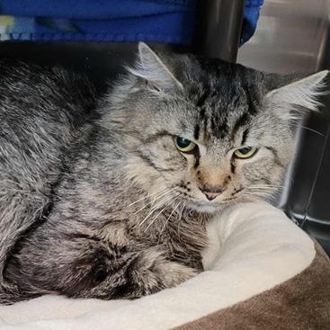 Tutu, Adoptable, Senior Male Domestic Long Hair.