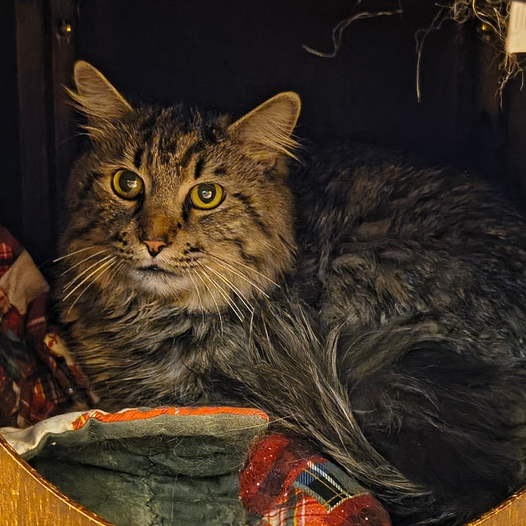 Enlarge Tutu, a Adoptable Domestic Long Hair in Las Vegas, NV image 2/2