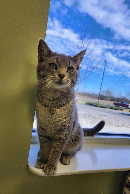 PPE, Adoptable, Young Male Domestic Short Hair.