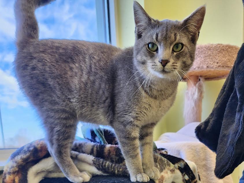 PPE, a Adoptable mixed breed in Auburn, IN image 2/3