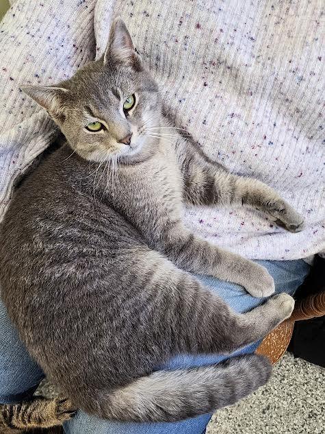 PPE, a Adoptable mixed breed in Auburn, IN image 3/3