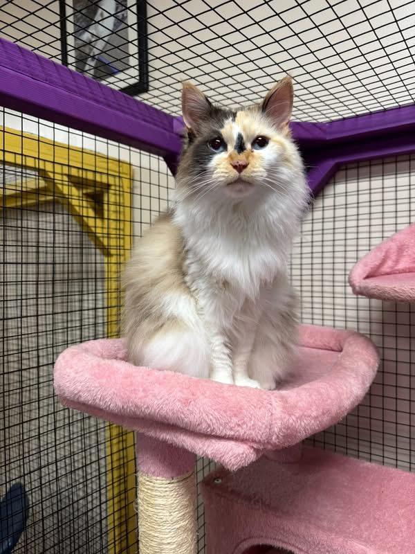 Enlarge Qira, a ADOPTABLE mixed breed in Collierville, TN image 1/1