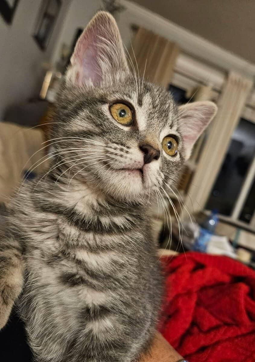 Chatty Cathy, an adopted Tabby in Calgary, AB image 1/6