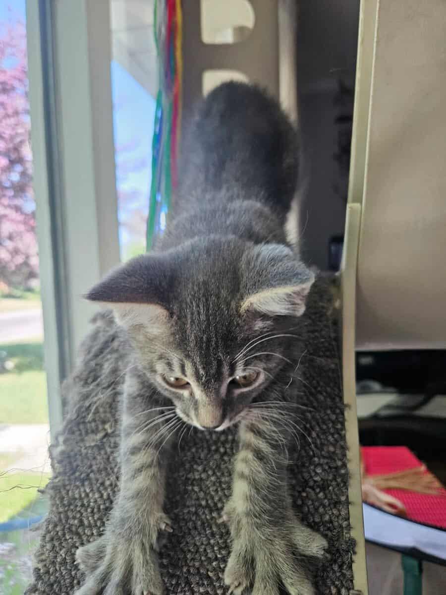 Chatty Cathy, an adopted Tabby in Calgary, AB image 4/6