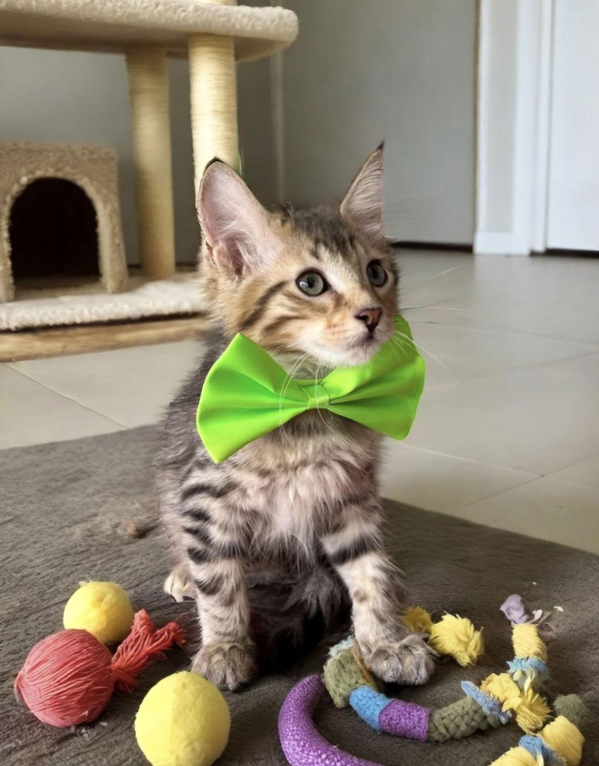 Enlarge STARK, a Adopted Domestic Medium Hair in Margate, FL image 2/3