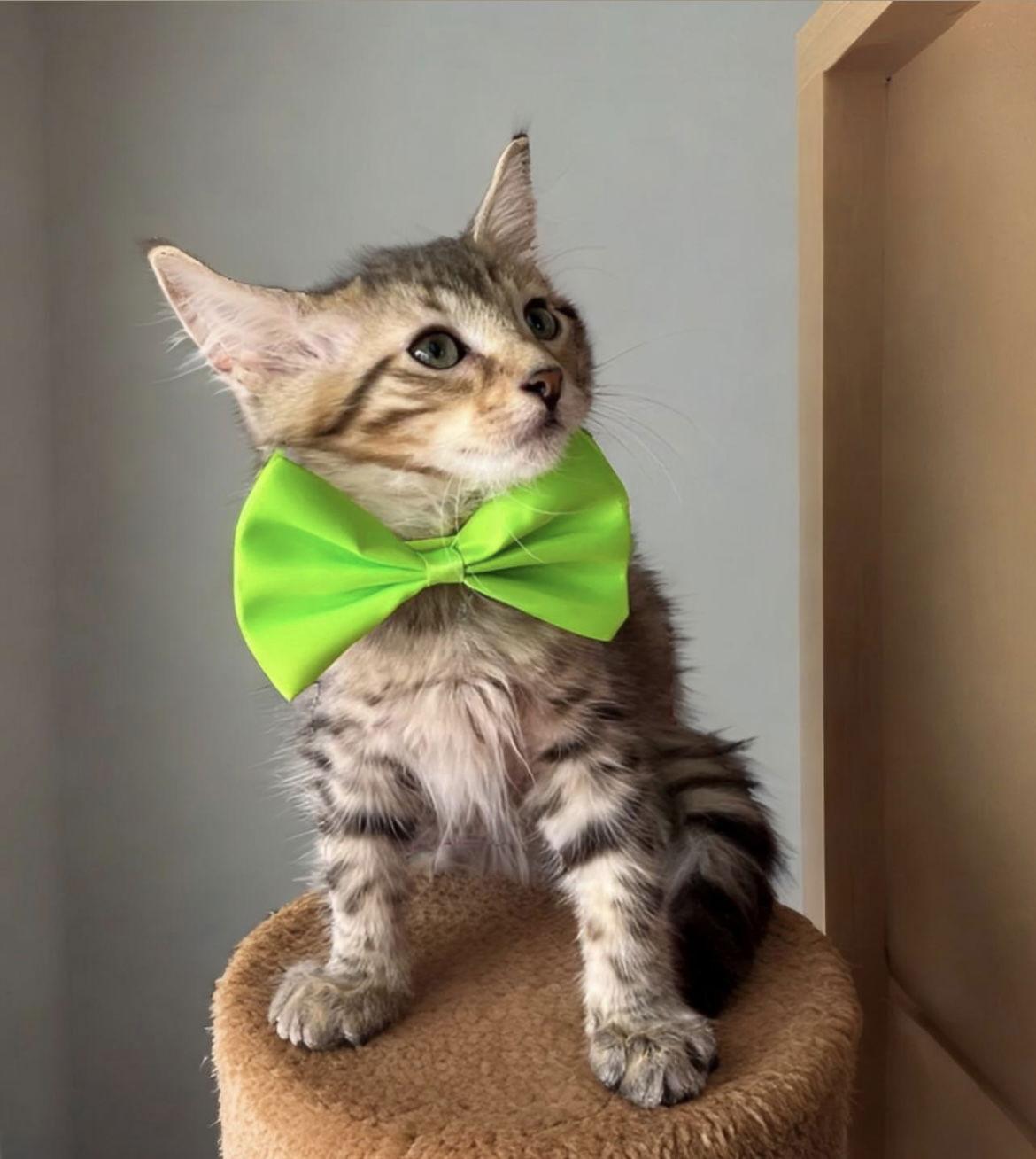 Enlarge STARK, a Adopted Domestic Medium Hair in Margate, FL image 3/3