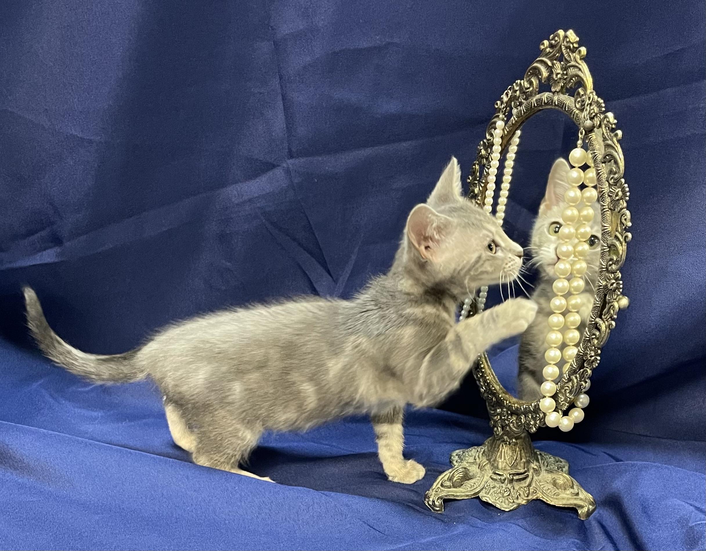 Ariens, Adoptable, Kitten Female Domestic Short Hair.