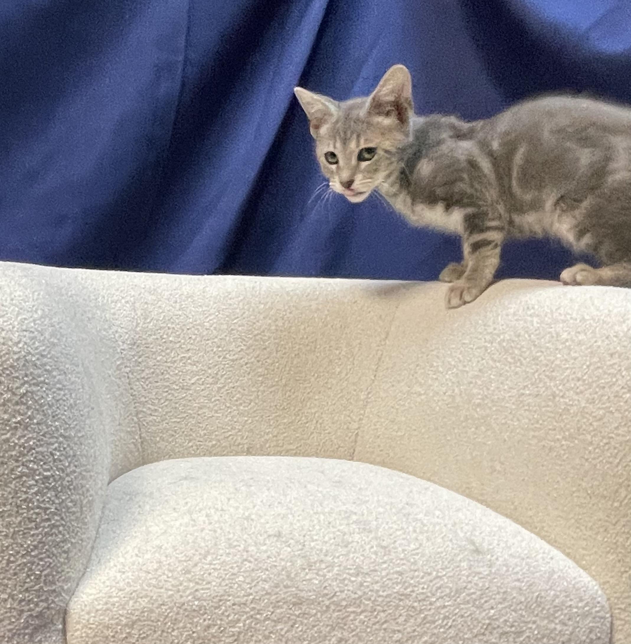 Enlarge Ariens, a Adoptable Domestic Short Hair in Goodlettsville, TN image 2/6