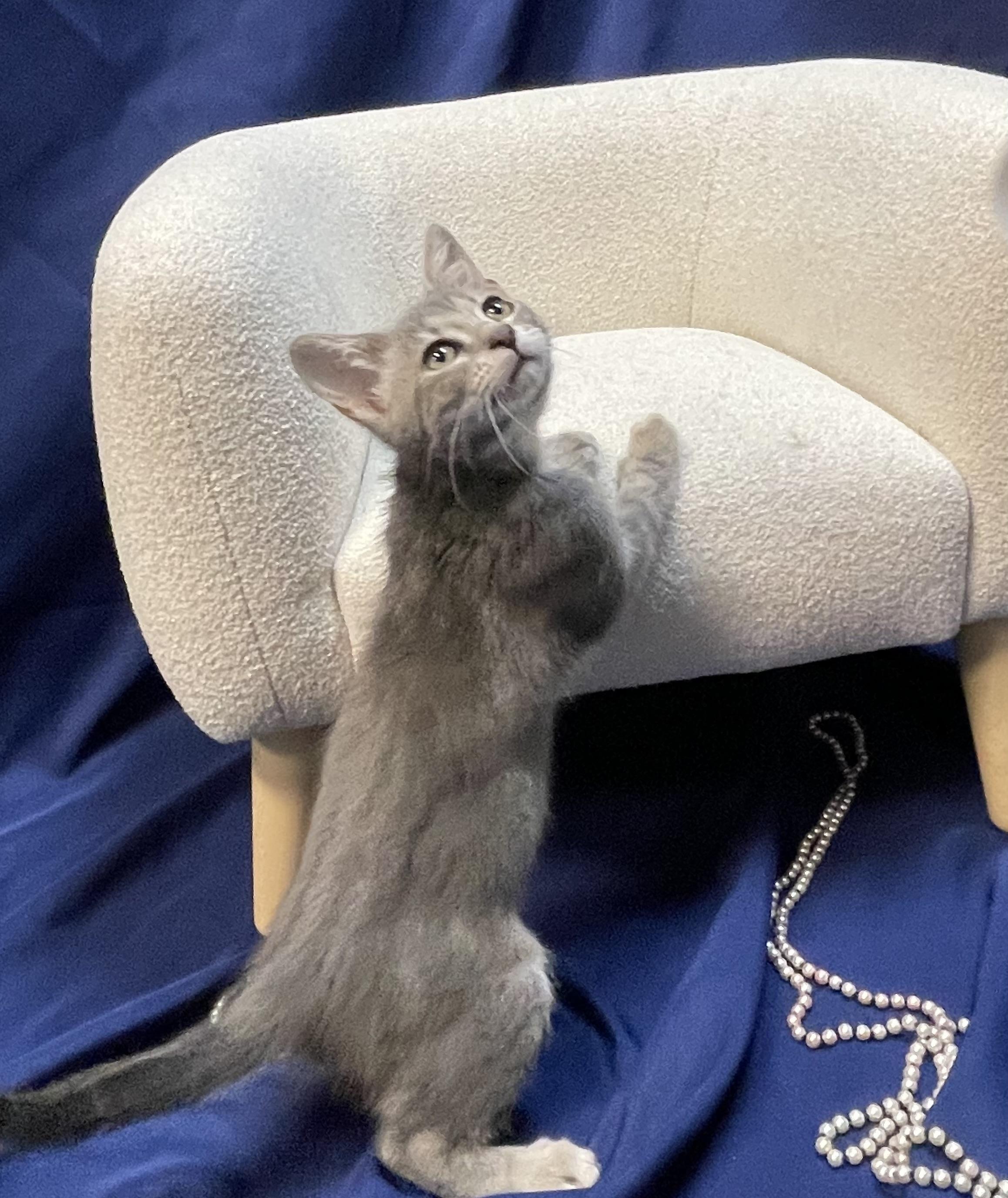 Enlarge Ariens, a Adoptable Domestic Short Hair in Goodlettsville, TN image 3/6