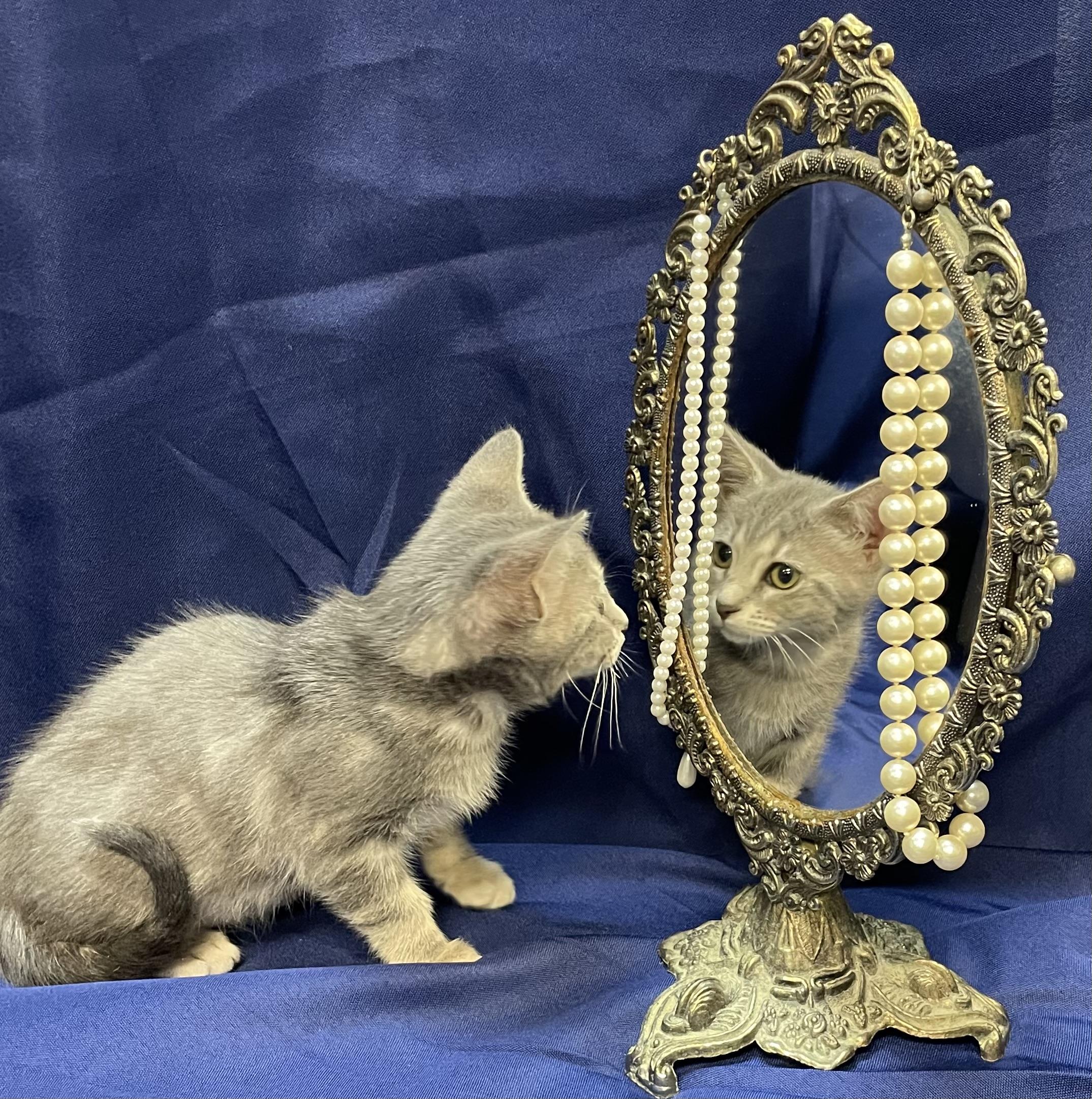 Enlarge Ariens, a Adoptable Domestic Short Hair in Goodlettsville, TN image 4/6