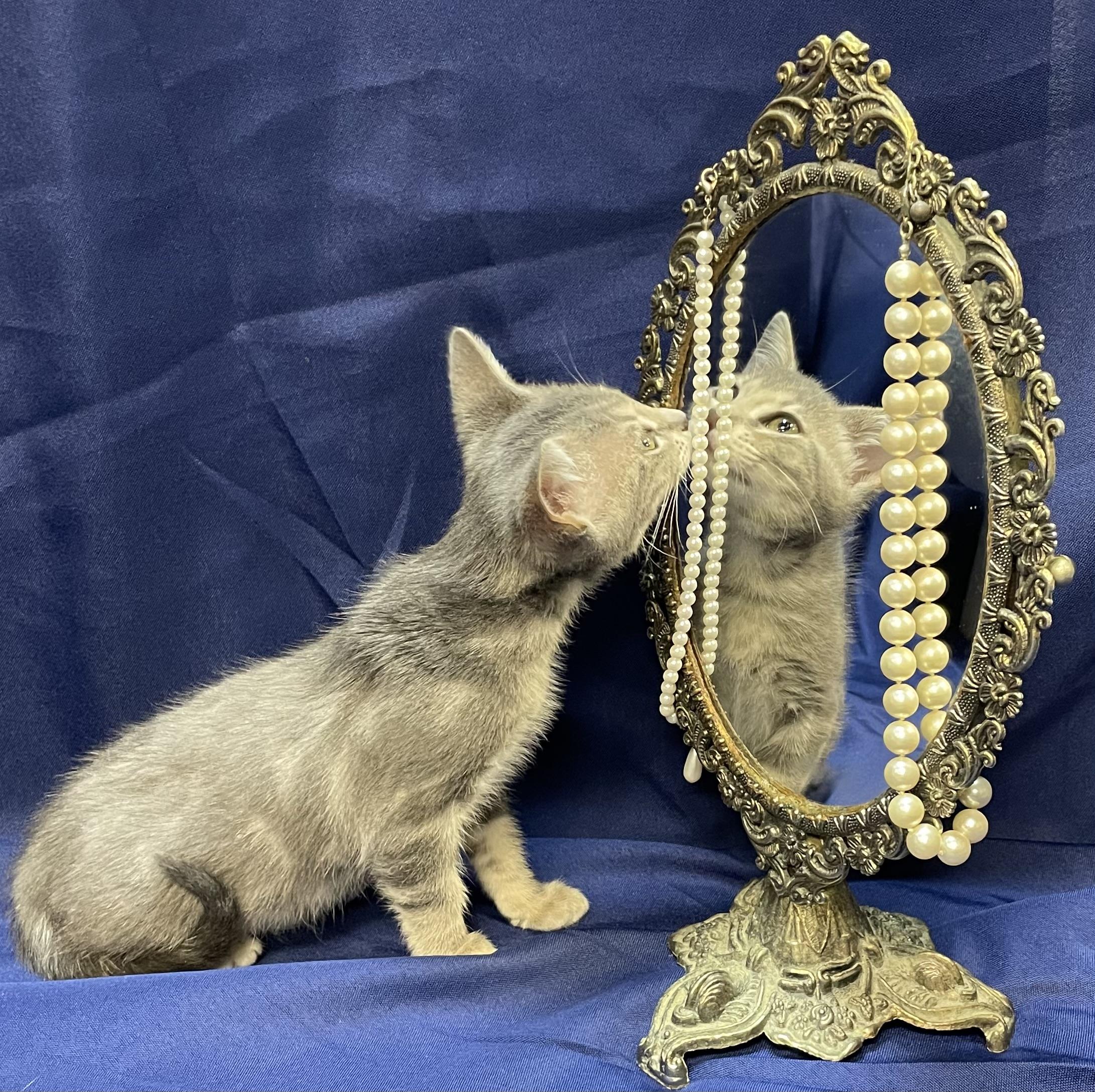 Enlarge Ariens, a Adoptable Domestic Short Hair in Goodlettsville, TN image 5/6