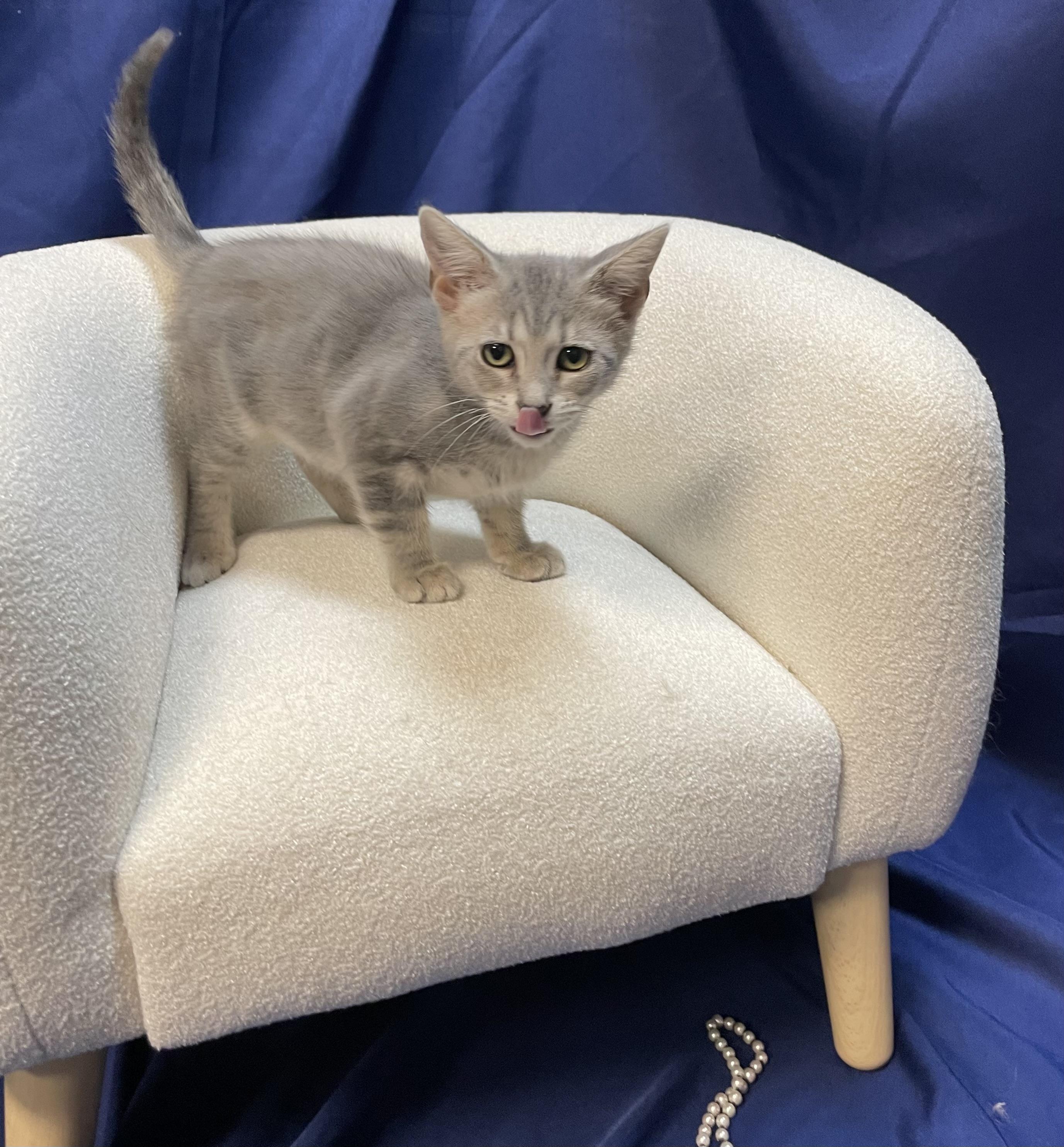 Enlarge Ariens, a Adoptable Domestic Short Hair in Goodlettsville, TN image 6/6