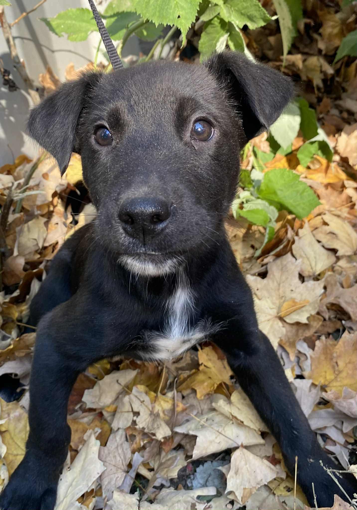 Moon, an adoptable Mixed Breed in Polson, MT, 59860 | Photo Image 1