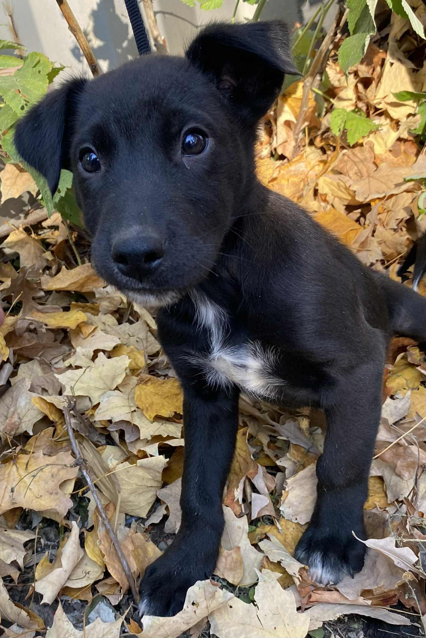 Moon, an adoptable Mixed Breed in Polson, MT, 59860 | Photo Image 2