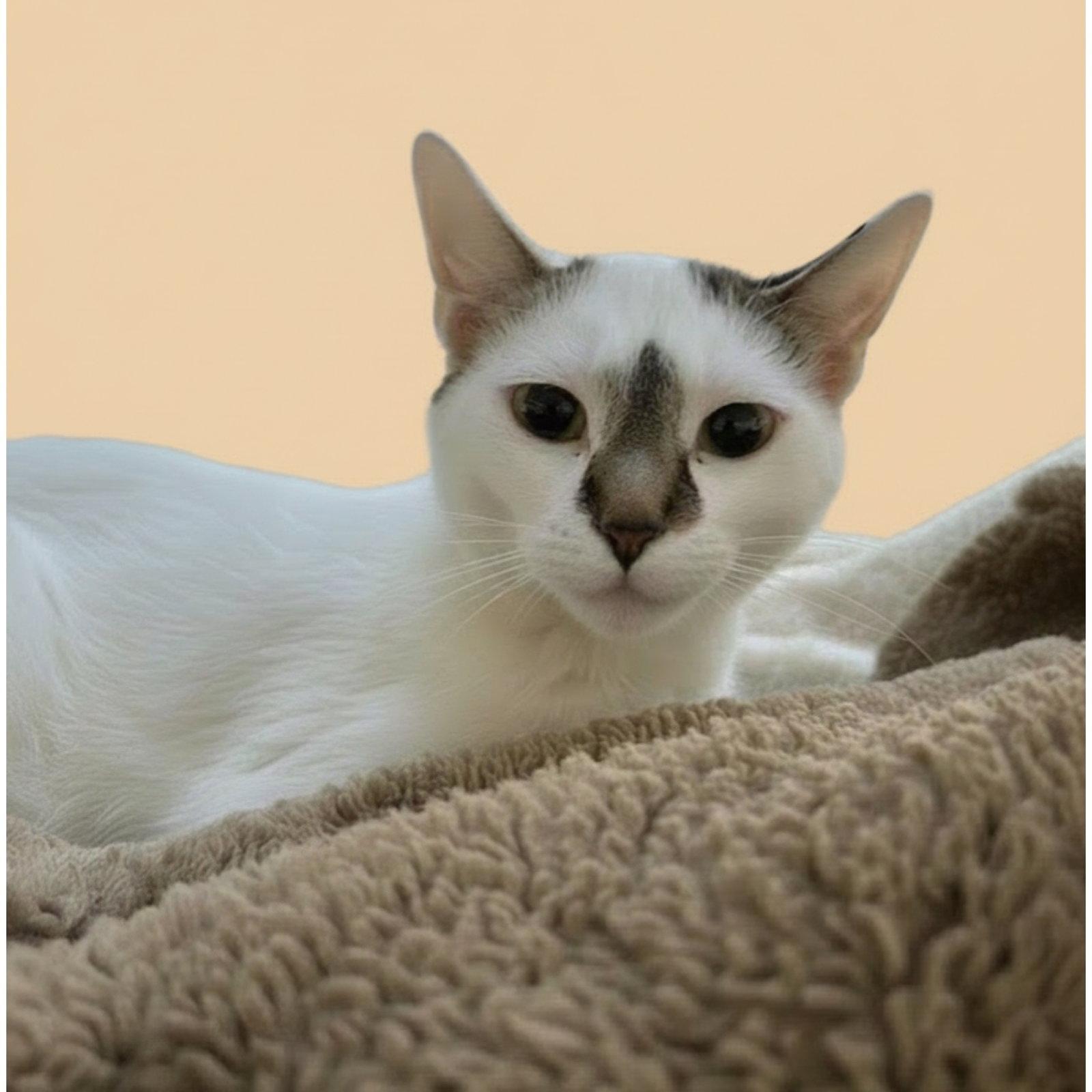 Posy, Adopted, Young Female Domestic Short Hair.