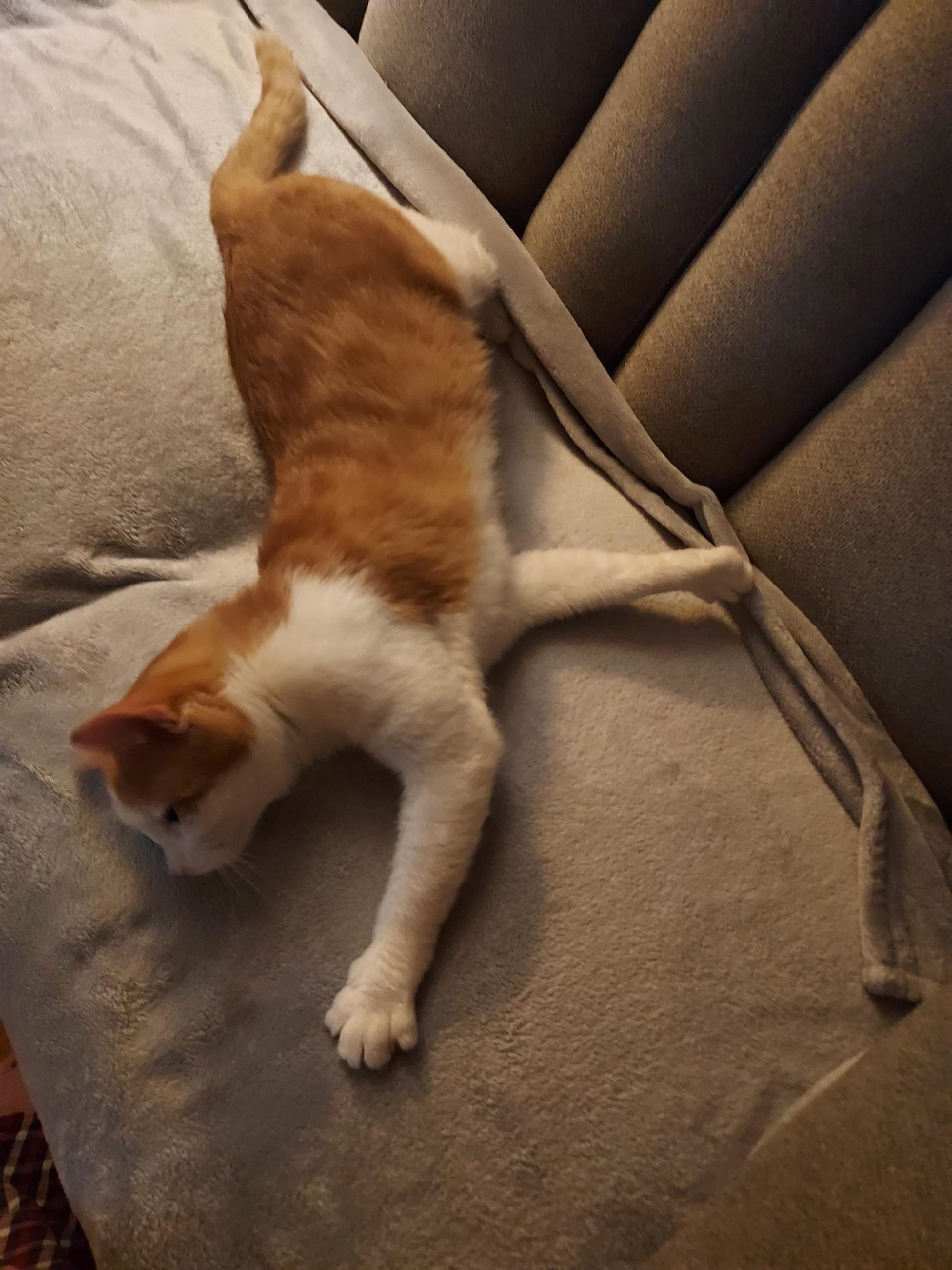 Enlarge Slade, a Adoptable Tabby in Clinton, TN image 1/5