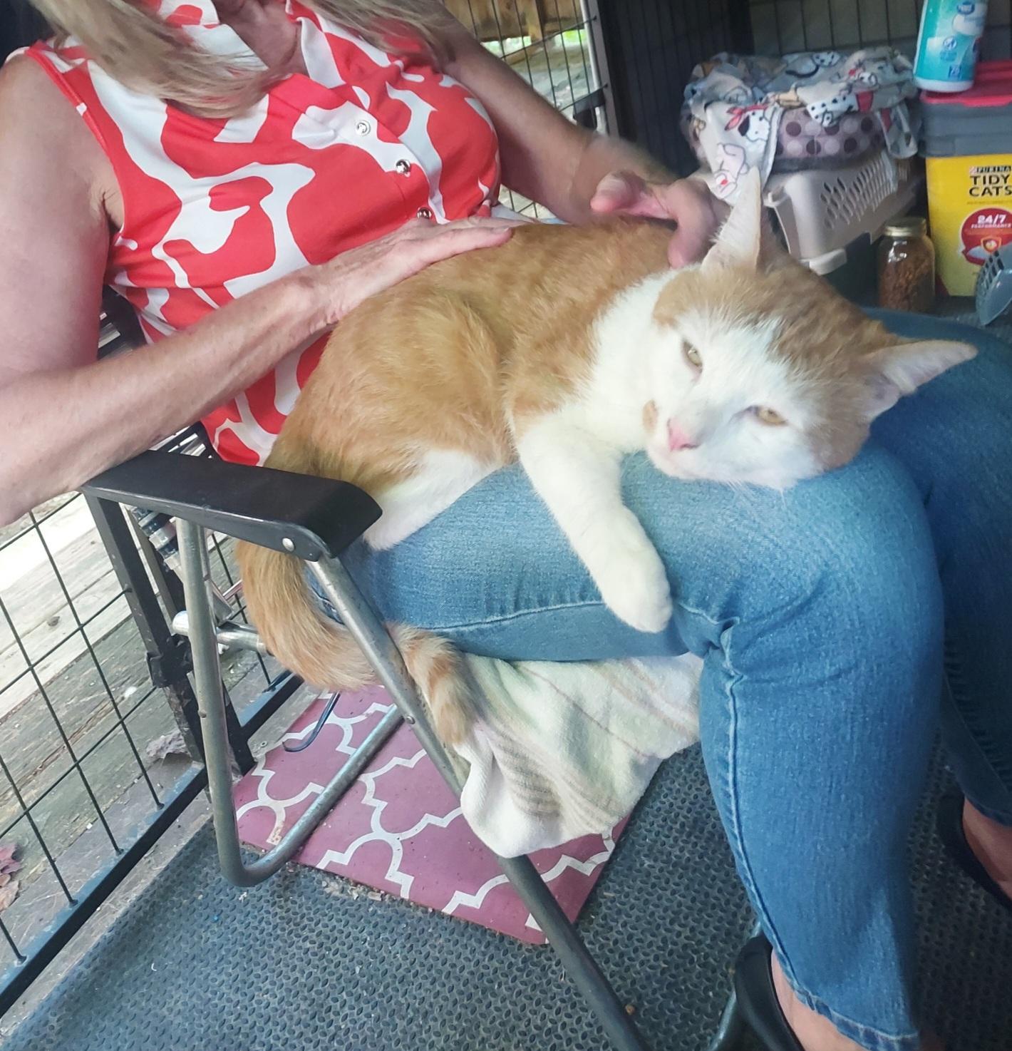 Enlarge Slade, a Adoptable Tabby in Clinton, TN image 2/5