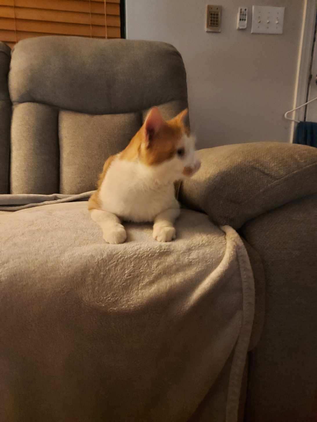 Enlarge Slade, a Adoptable Tabby in Clinton, TN image 3/5