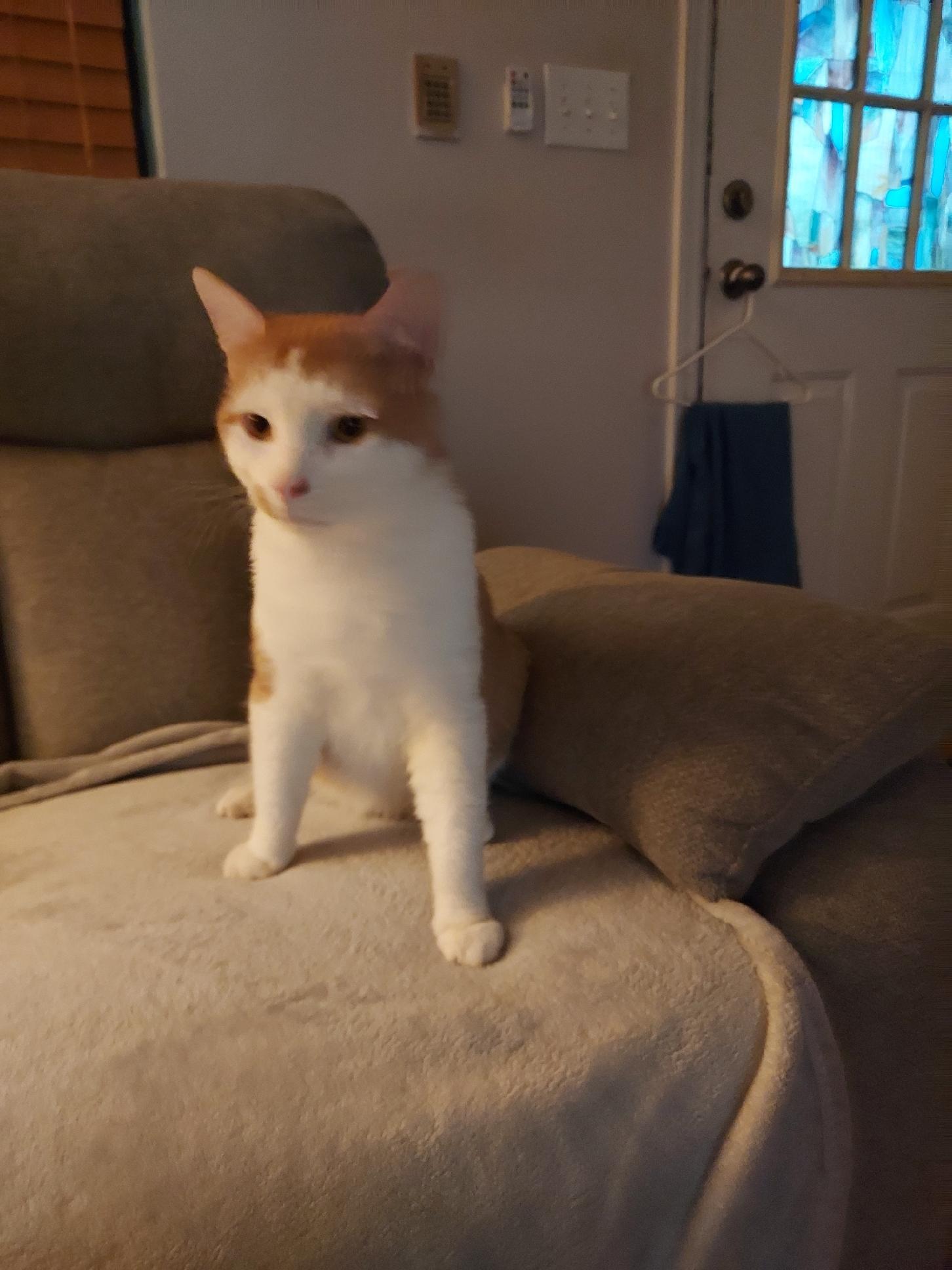 Enlarge Slade, a Adoptable Tabby in Clinton, TN image 4/5