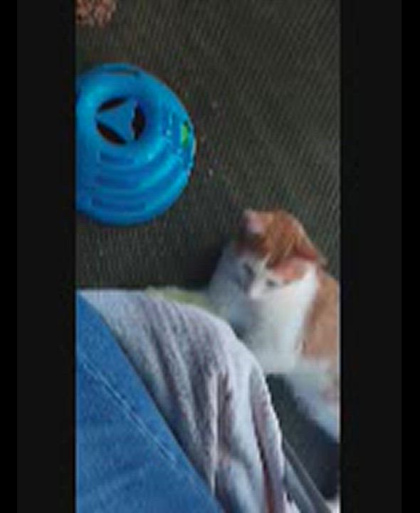 Enlarge Slade, a Adoptable Tabby in Clinton, TN video 5/5