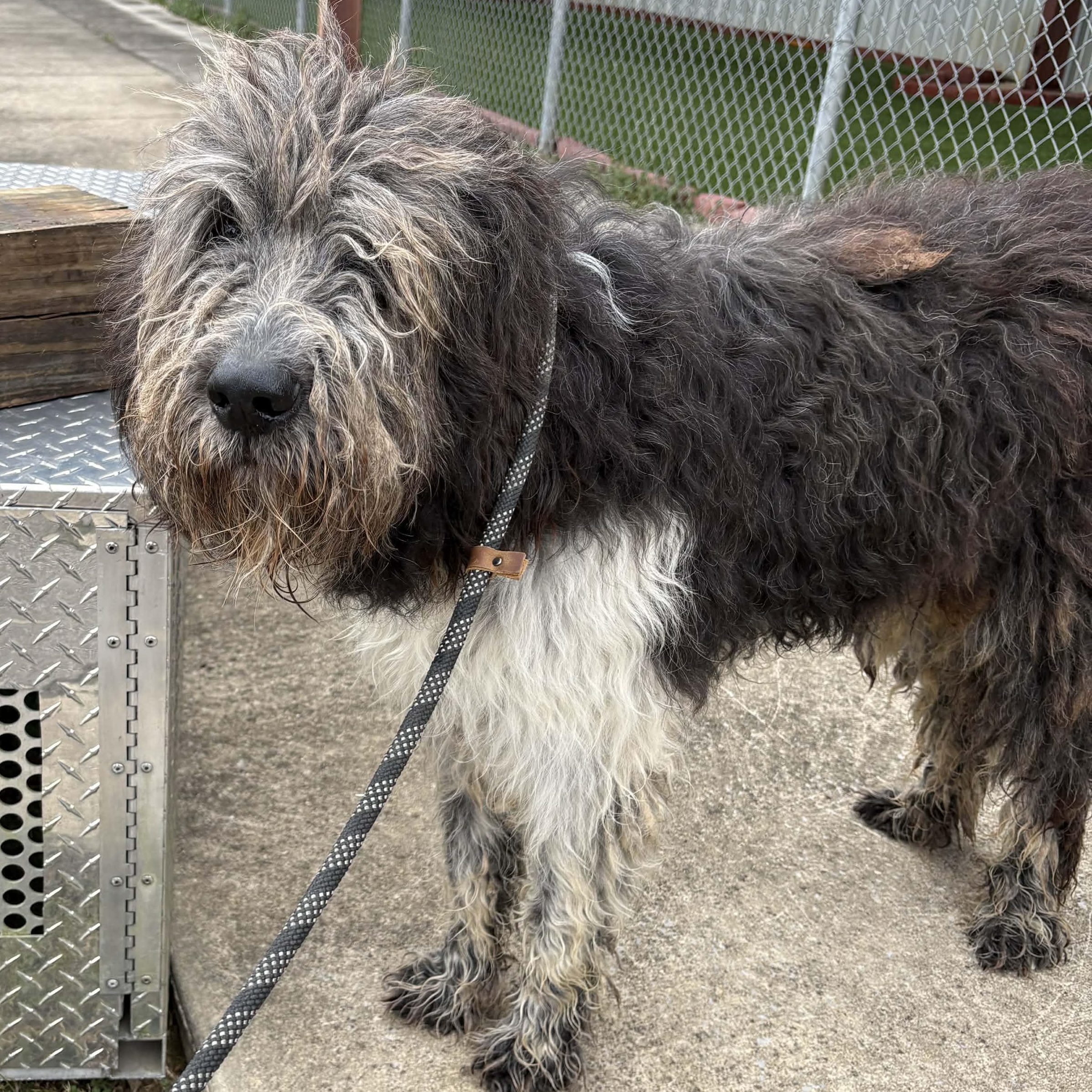 Enlarge Benson- Adoption Pending , an adopted mixed breed in Hartland, WI image 5/6