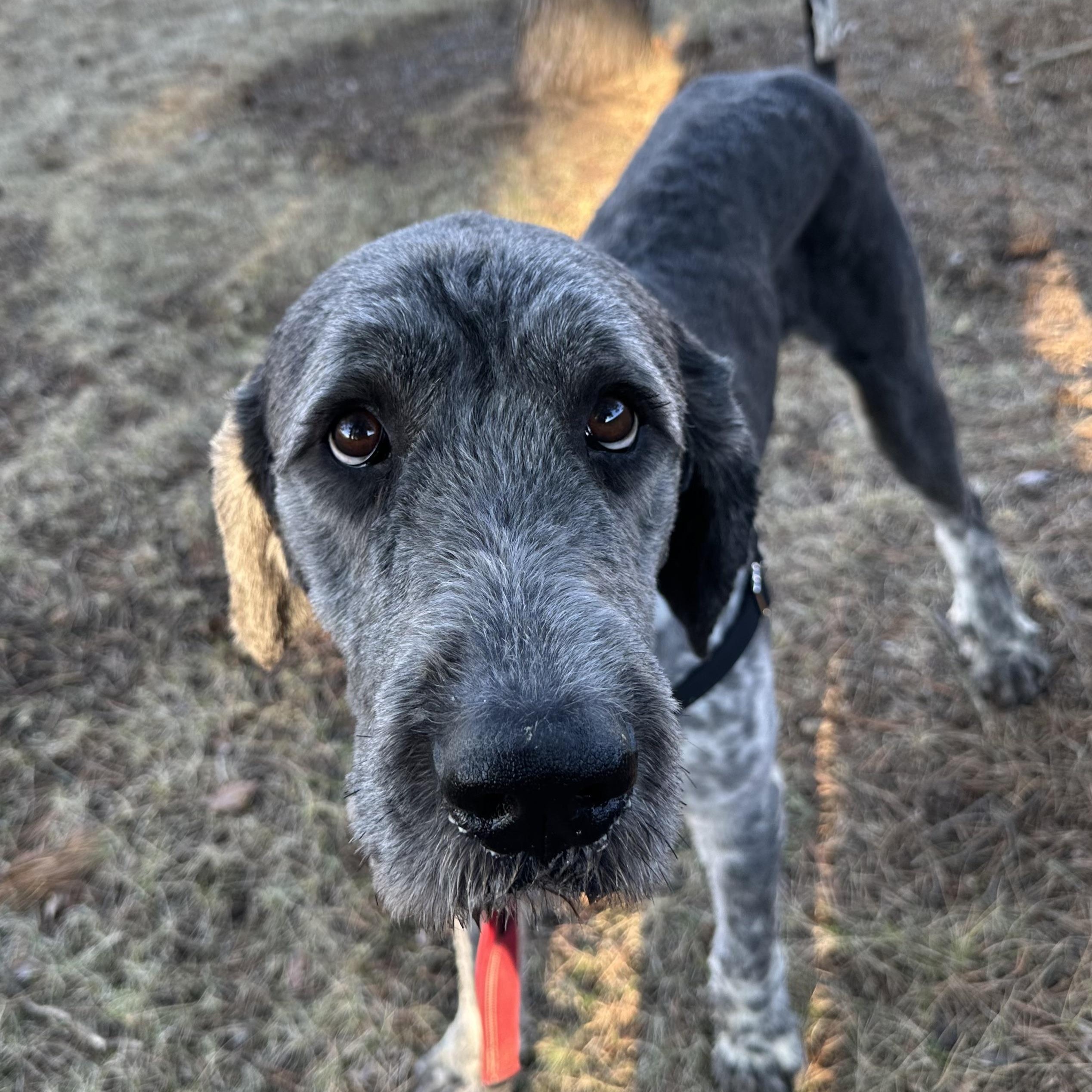 Enlarge Benson- Adoption Pending , an adopted mixed breed in Hartland, WI image 2/6