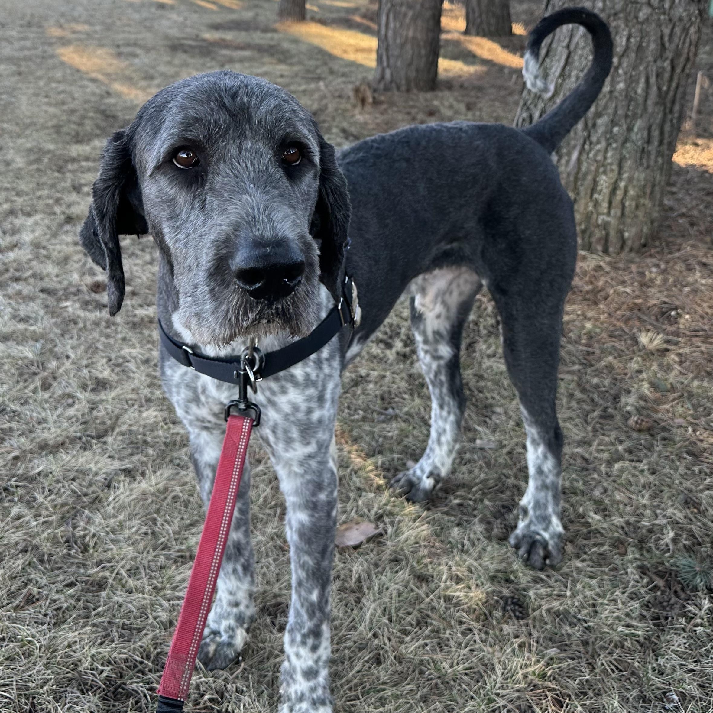 Enlarge Benson- Adoption Pending , an adopted mixed breed in Hartland, WI image 1/6