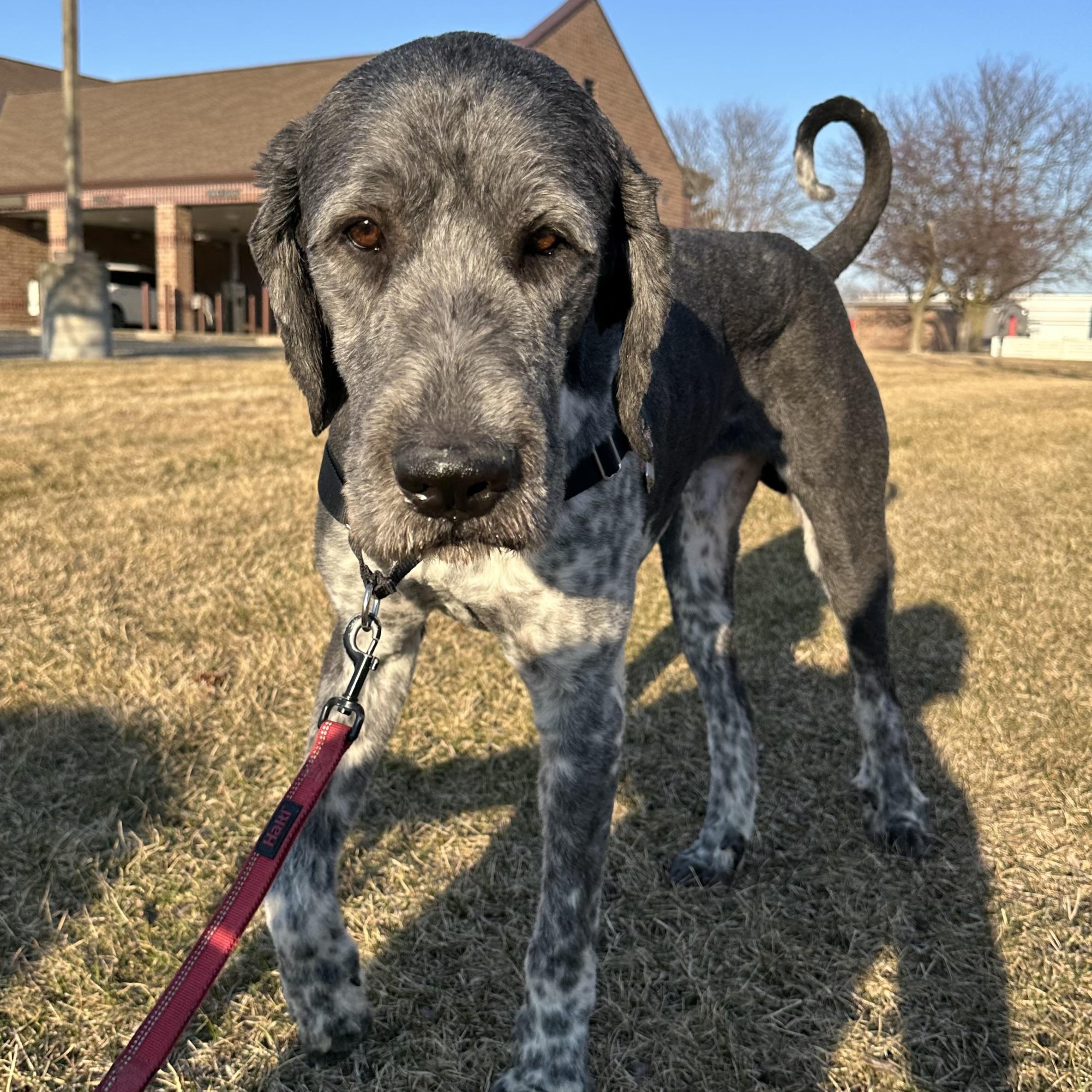 Enlarge Benson- Adoption Pending , an adopted mixed breed in Hartland, WI image 4/6