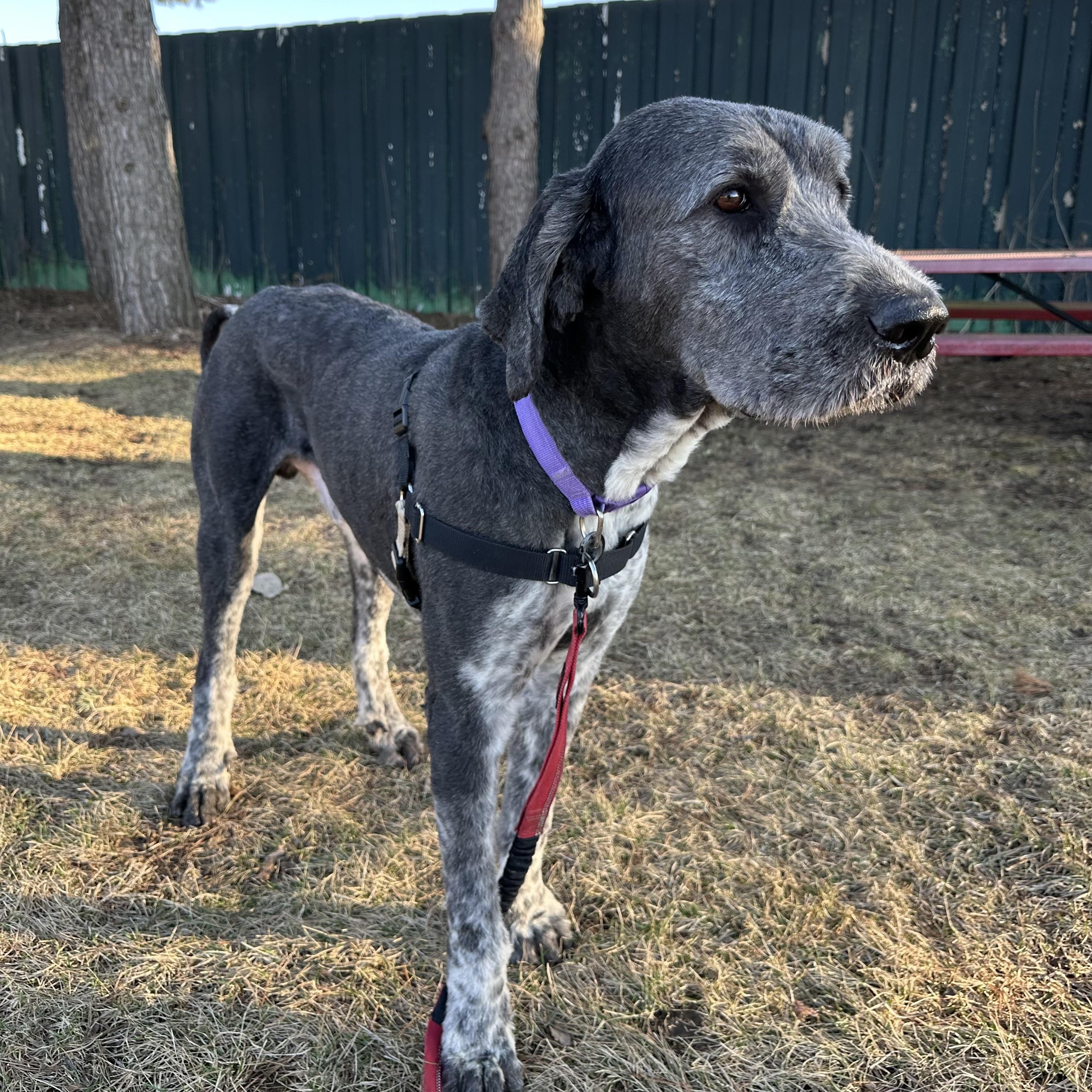 Enlarge Benson- Adoption Pending , an adopted mixed breed in Hartland, WI image 3/6