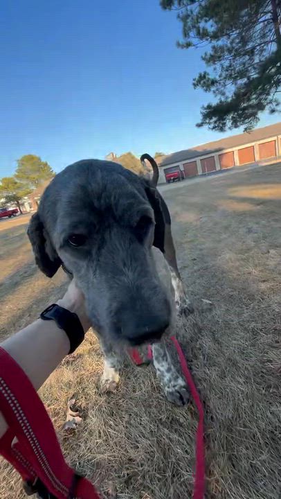 Enlarge Benson- Adoption Pending , an adopted mixed breed in Hartland, WI video 6/6